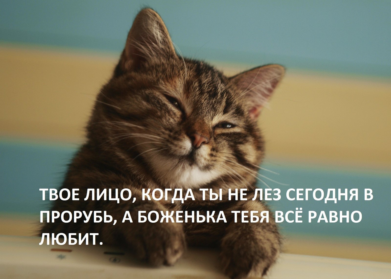 Котикам всегда проще, чем людям Котикам всегда проще, чем людям