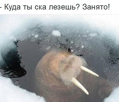 Моржу грустно делиться местом Моржу грустно делиться местом