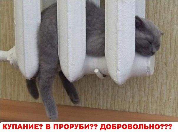 Котики не хотя купаться в проруби, так же холодно Котики не хотя купаться в проруби, так же холодно