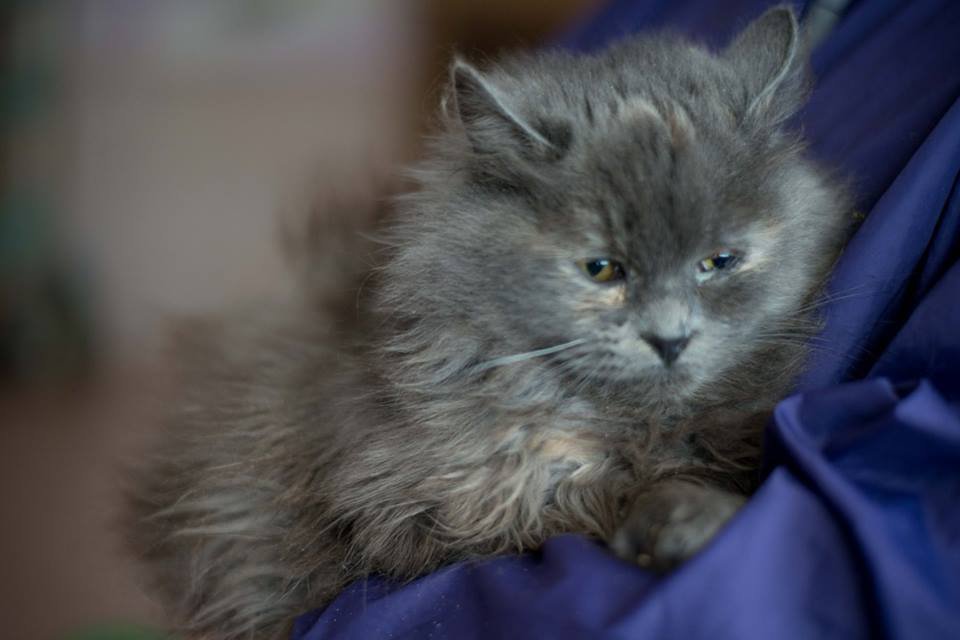 В свои 5 месяцев Дымка уже ощутила, что такое предательство, не дайте крохе грустить, она ведь такая красивая! В свои 5 месяцев Дымка уже ощутила, что такое предательство, не дайте крохе грустить, она ведь такая красивая!