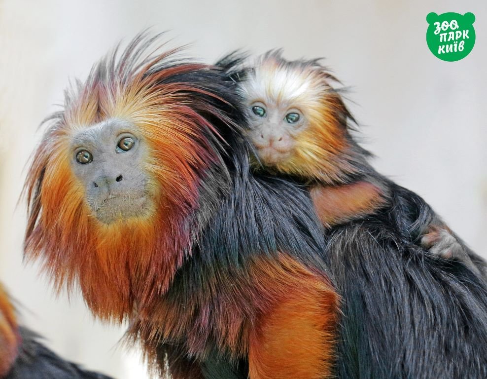 - Роза, пообещай мне, что останешься в живых! - Я обещаю. Я ни за что не сдамся, Джек, я ни за что не сдамся... - Роза, пообещай мне, что останешься в живых! - Я обещаю. Я ни за что не сдамся, Джек, я ни за что не сдамся...