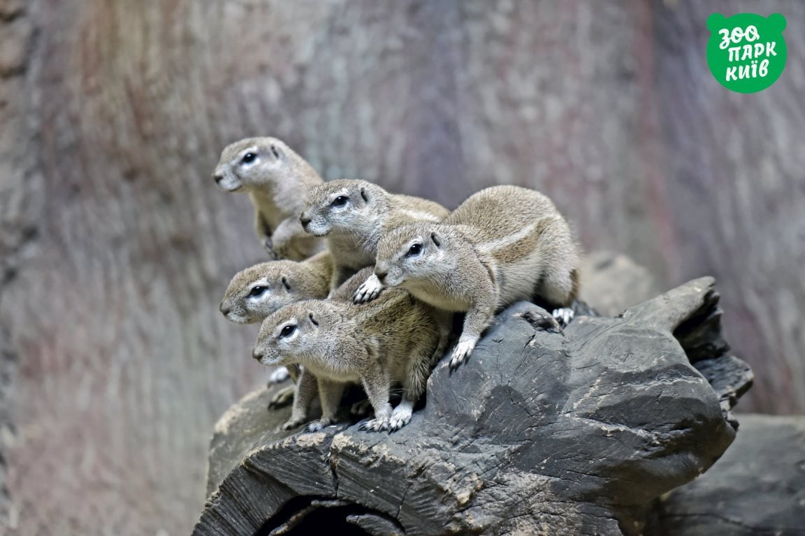 Когда мимо прошла красотка Когда мимо прошла красотка