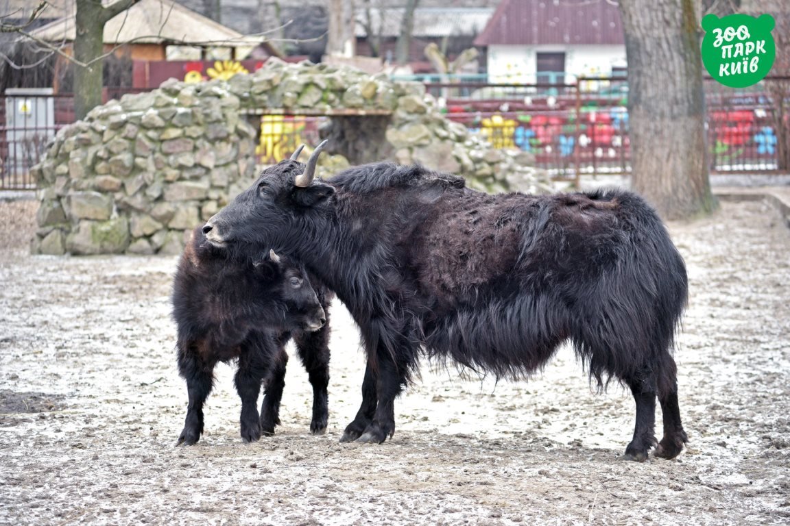 - Иди сюда, обниму! - Мааа, отстань! - Иди сюда, обниму! - Мааа, отстань!