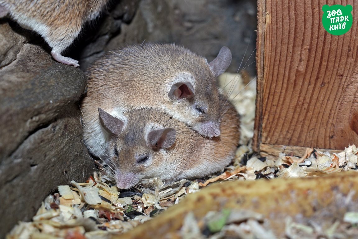 Обними незнакомца! Но не так, как эти грызуны:) Обними незнакомца! Но не так, как эти грызуны:)