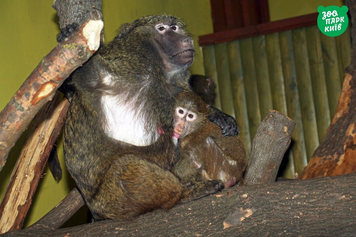 Сына, вот вырастешь и попадешь в Информатор.... Сына, вот вырастешь и попадешь в Информатор....