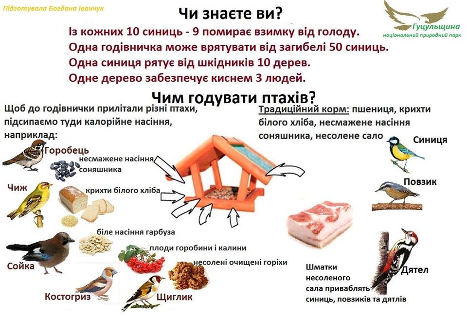 У птичек тоже есть свои вкусовые предпочтения У птичек тоже есть свои вкусовые предпочтения