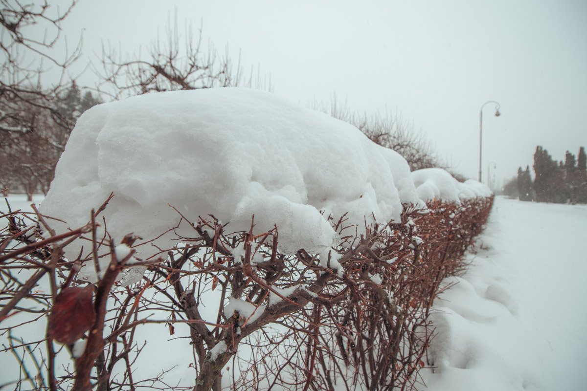 Голые кусты выглядят милее в "шапочках" из снега