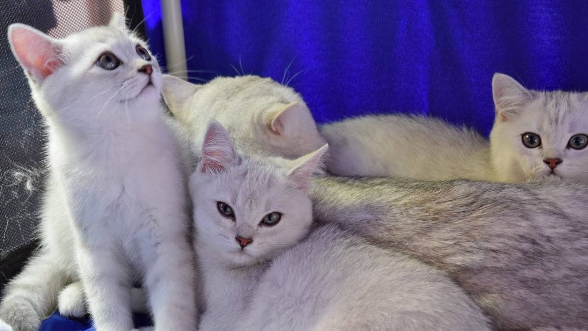 Выставка котов - идеальный шанс не только насладиться красотой этих животных, но и подобрать питомца домой