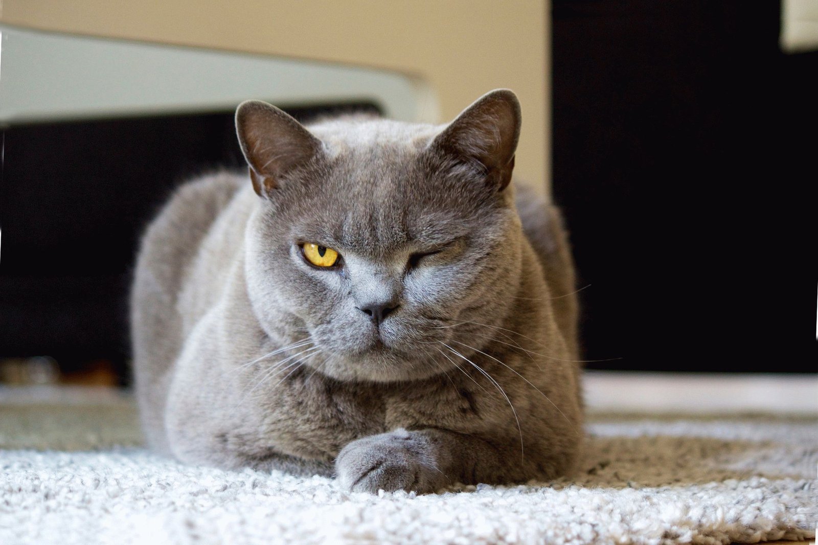 Если не хотите, чтобы кот встречал вас так - лучше узнайте, как сделать его жизнь в квартире комфортной