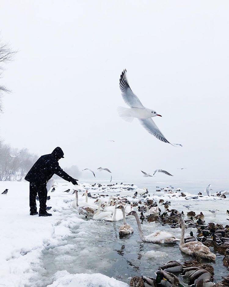 Даже лебеди не захотели покидать Киев зимой. Фото: @nadinberezovska