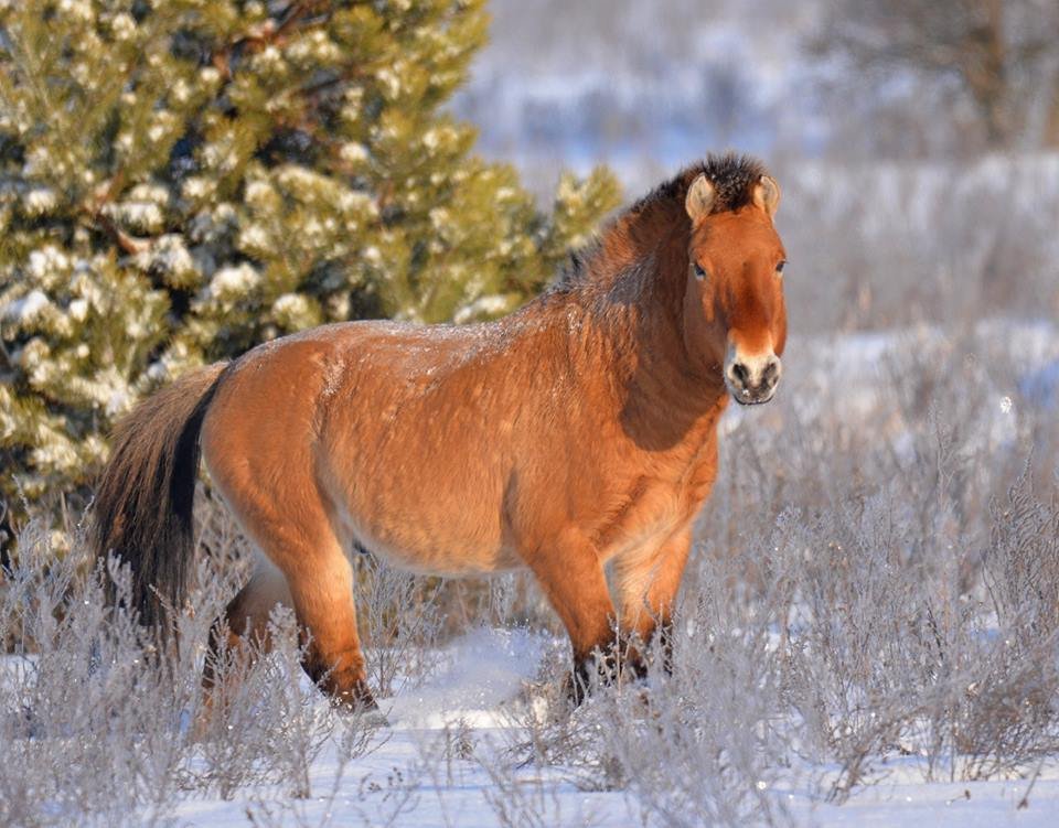 Кони Пржевальского чувствуют необычайную свободу вдали от человека