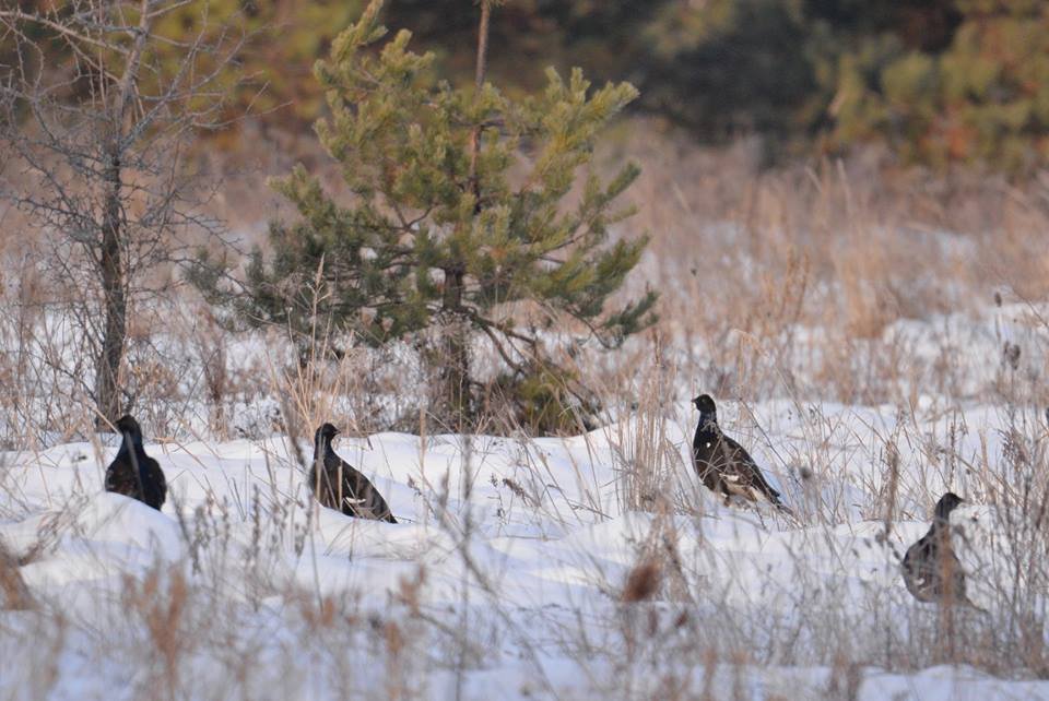 Над сугробами порхают тетерева и рябчики