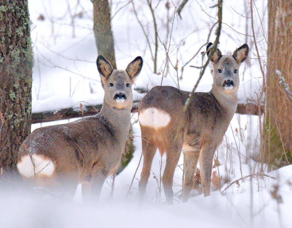 А кто тут нас фотографирует?
