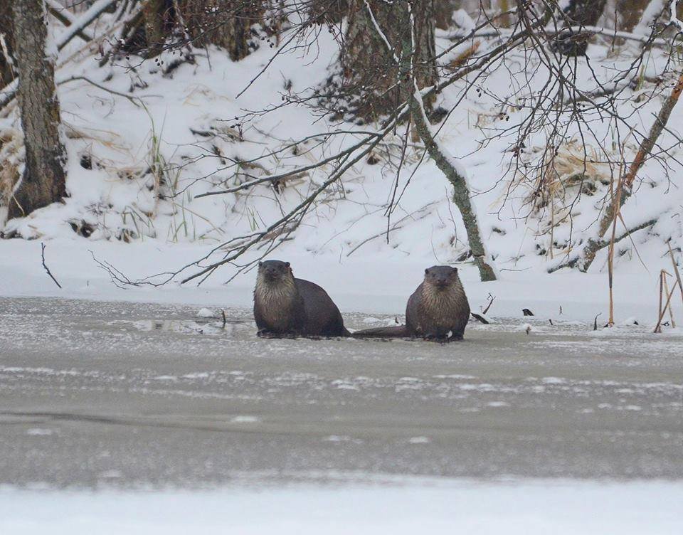 Симпатичные выдры не боятся выходить на лед
