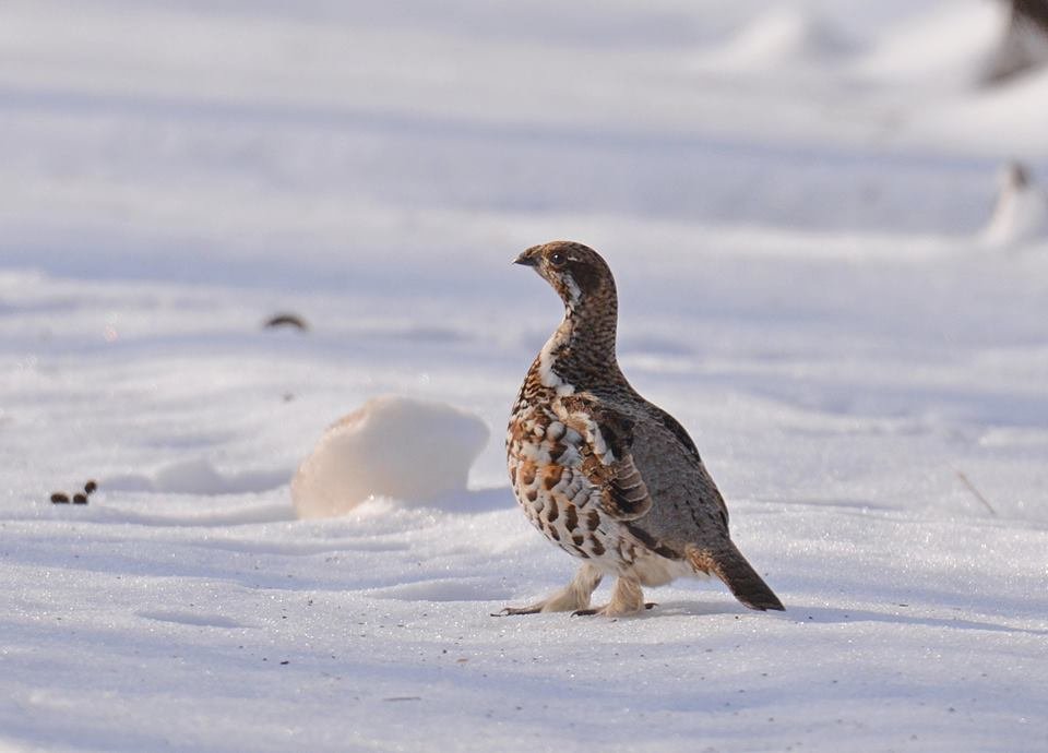 Вот как нужно смотреть на красоту - гордо подняв голову