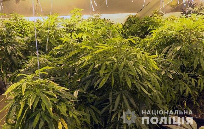 В Киеве задержали мужчину, у которого дома обнаружили плантацию конопли