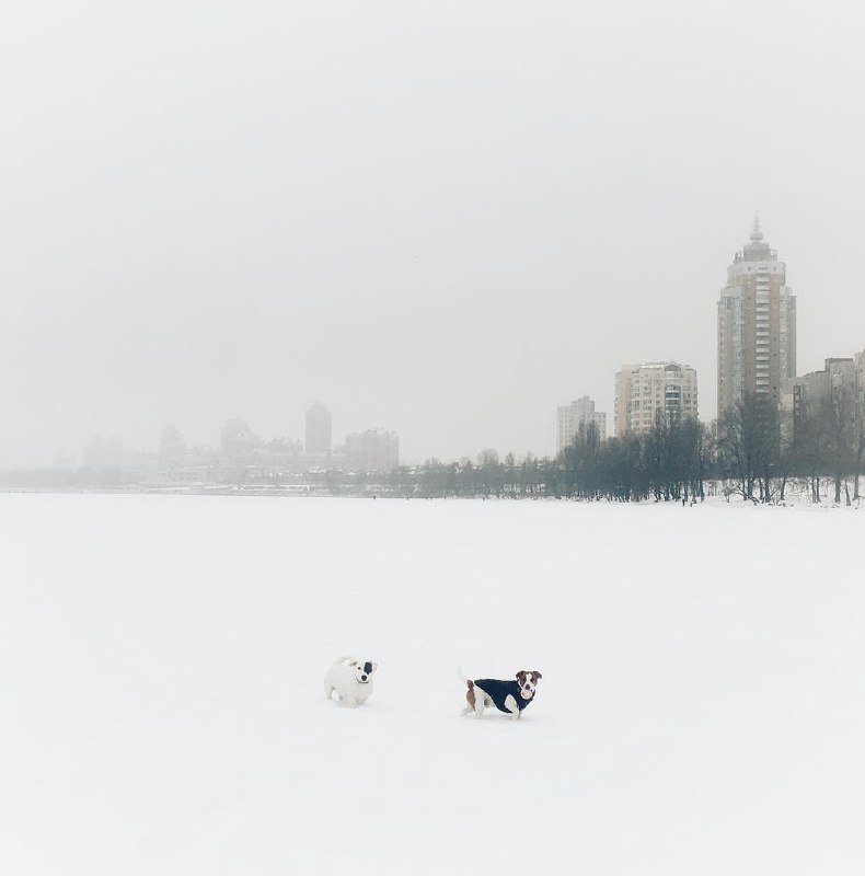 Спорим, в кадре две собаки? Фото: @jukudina