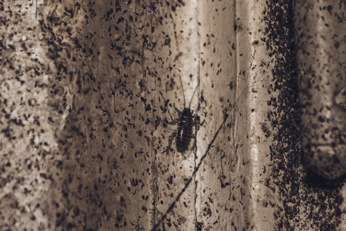 Тараканы буквально заполонили неблагополучную квартиру