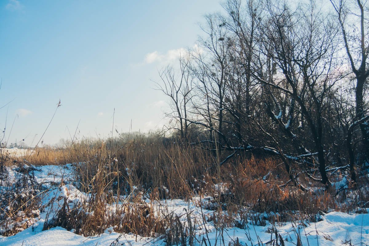 На данный момент местность покрыта сорняками и большим количеством деревьев На данный момент местность покрыта сорняками и большим количеством деревьев