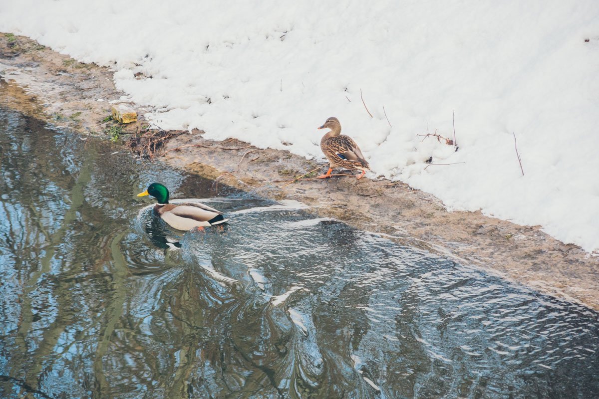 По заливу, вдоль которого расположится парк, плавают дикие утки По заливу, вдоль которого расположится парк, плавают дикие утки