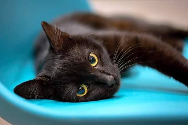 Нет, черные кошки не приносят несчастья, а наоборот - самые ответственные охранники домашнего очага