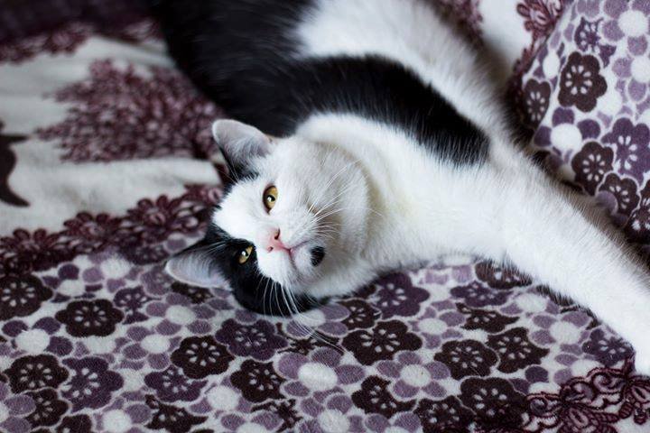 Инь и Янь в нем одном!