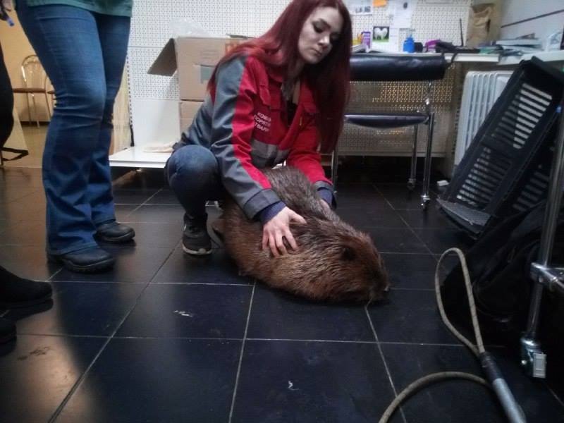 ЧП произошло в понедельник, 11 февраля