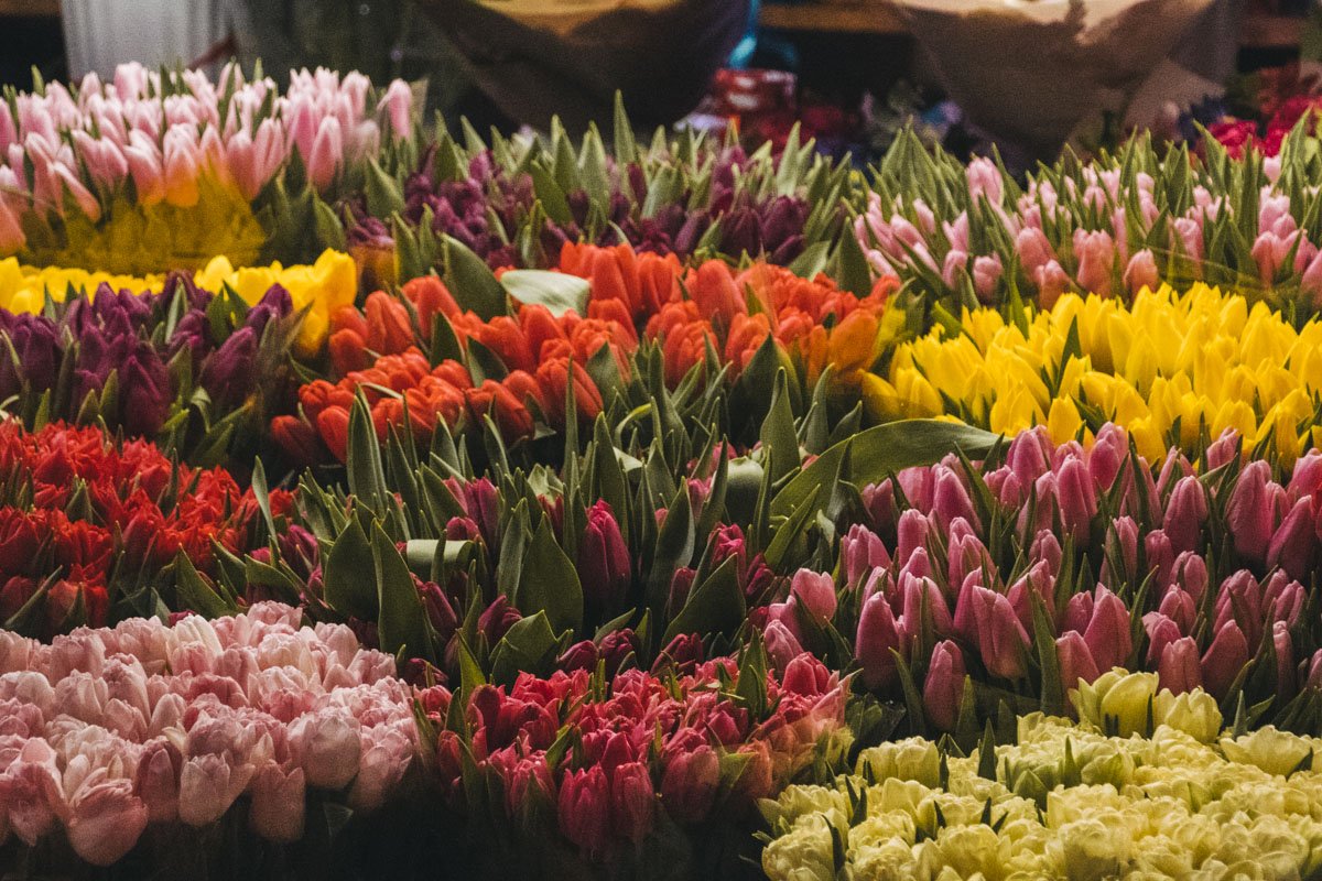 Тюльпаны, в свою очередь, практически не изменились в цене - и неделю назад и сейчас они стоят в диапазоне от 25 до 45 гривен