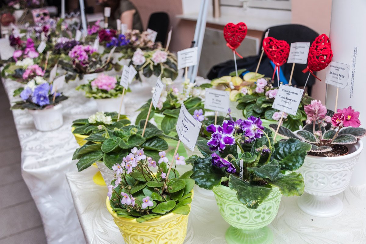 Ко Дню святого Валентина в Киеве устроили выставку фиалок и растений-хищников Ко Дню святого Валентина в Киеве устроили выставку фиалок и растений-хищников