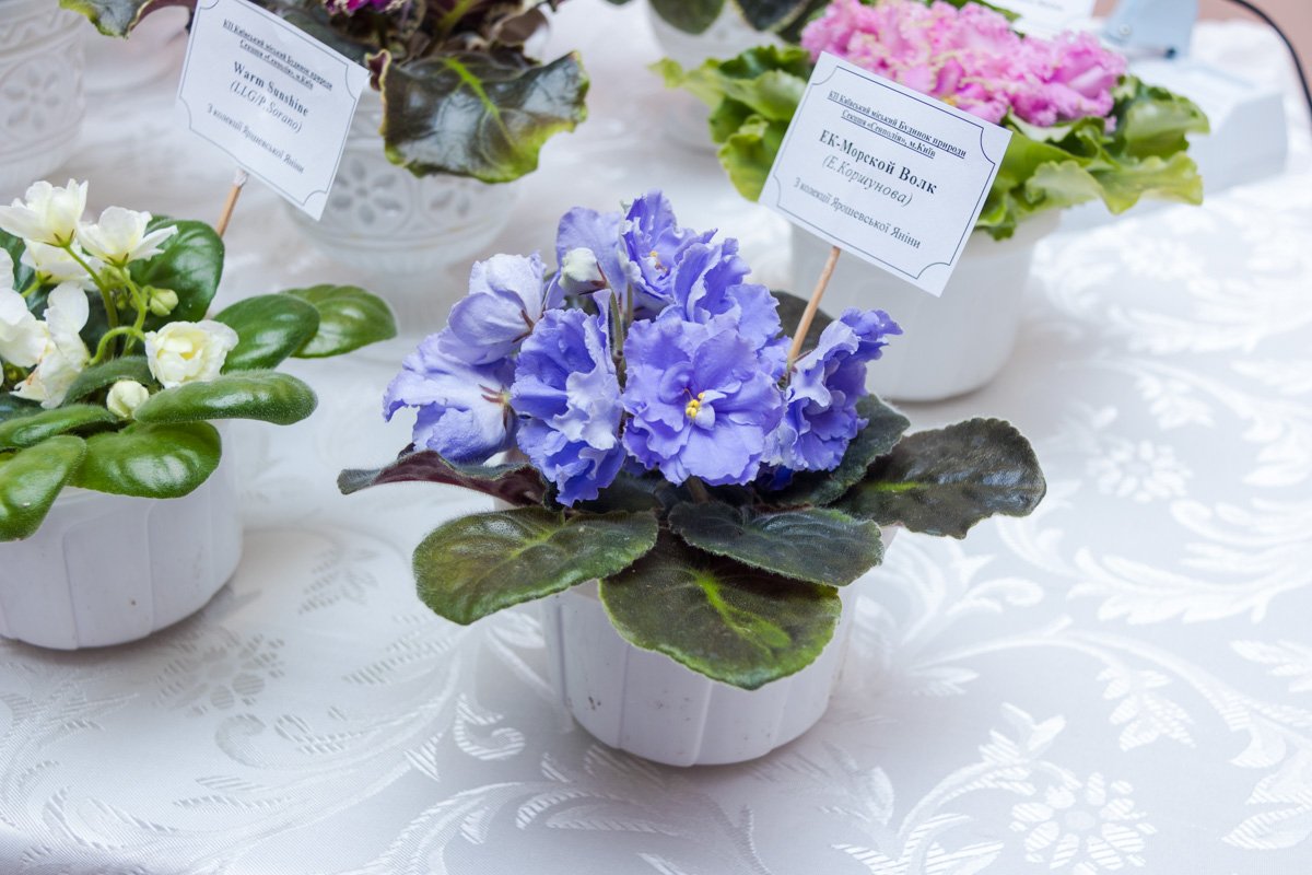 На выставке показали редкие виды африканских фиалок На выставке показали редкие виды африканских фиалок