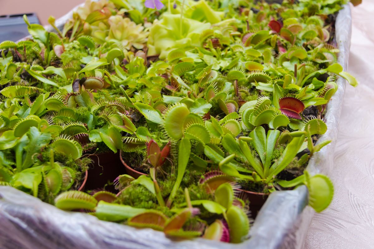 Также на экспозицию привезли необычные растения-хищников Также на экспозицию привезли необычные растения-хищников