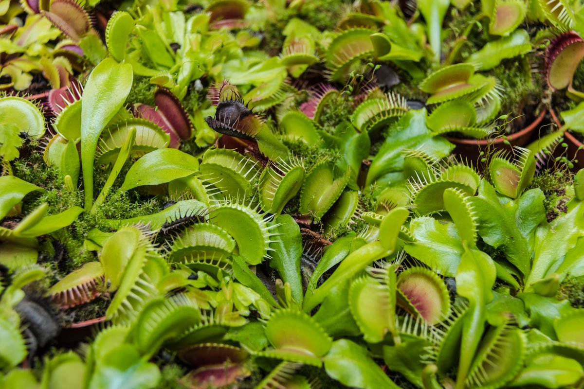 Растения-хищники питаются насекомыми Растения-хищники питаются насекомыми