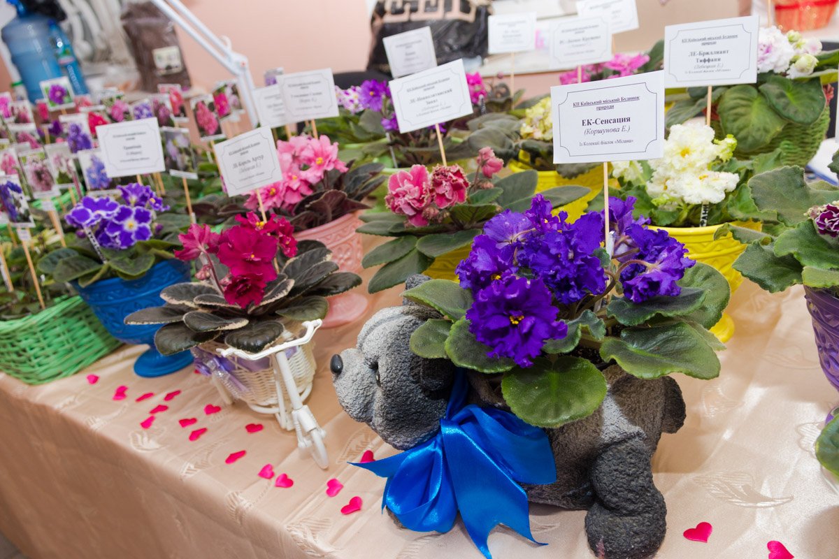 Всем влюбленным на мероприятии дарили листки фиалки, которые можно посадить в знак любви Всем влюбленным на мероприятии дарили листки фиалки, которые можно посадить в знак любви