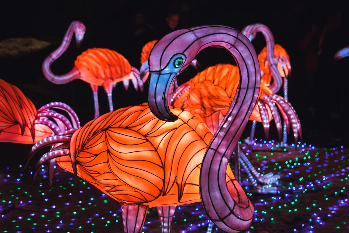 На выставке можно увидеть 40-метрового дракона, панд, фламинго и множество других скульптур из тысяч разноцветных фонариков