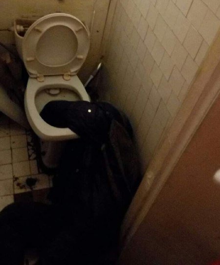 Рука мужчины застряла в унитазе и самостоятельно он выбраться не мог