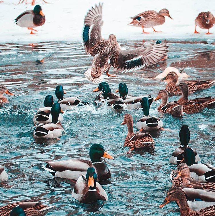 Какие они красивые, какие весенние! Фото: @aleksander220788 Какие они красивые, какие весенние! Фото: @aleksander220788