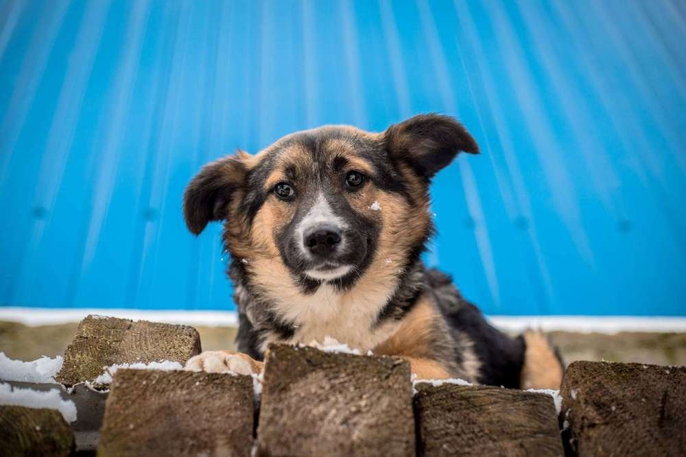 Очаровательная Вики ищет дом, любовь и хочет на ручки Очаровательная Вики ищет дом, любовь и хочет на ручки