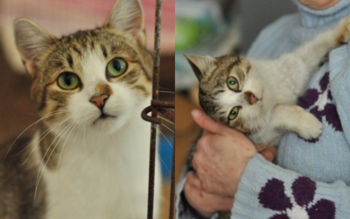 Модный и общительный Трубочист ищет дом Модный и общительный Трубочист ищет дом