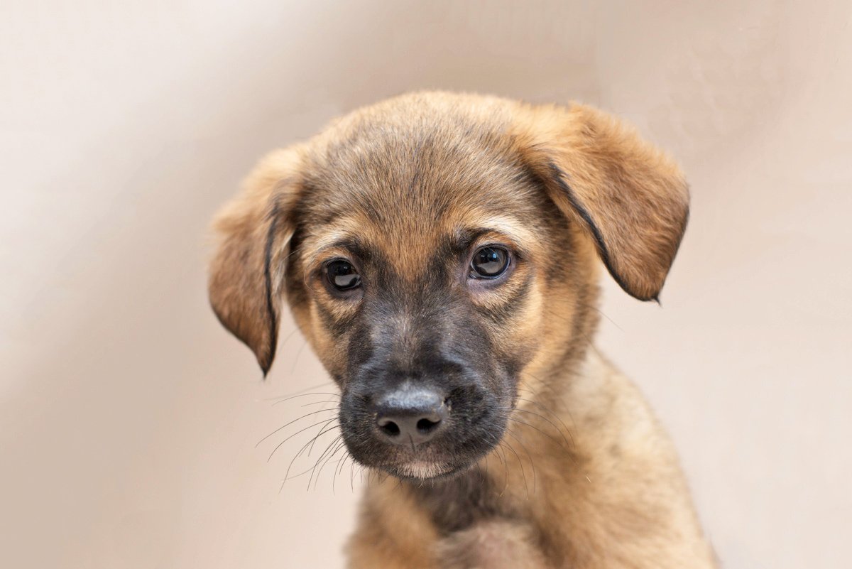 Дружелюбный Ури хочет найти напарника для активных игр Дружелюбный Ури хочет найти напарника для активных игр