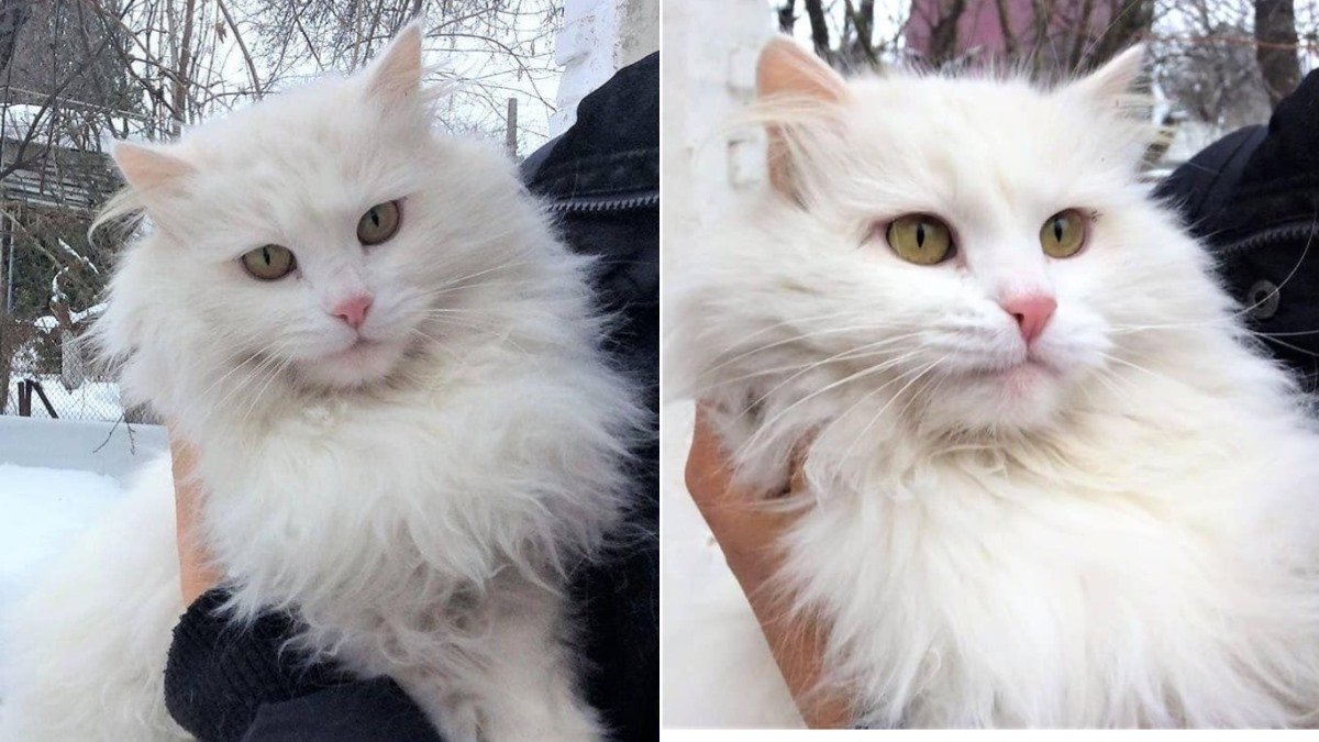 Белоснежная Гала, не смотря ни на что, верит в хороших людей Белоснежная Гала, не смотря ни на что, верит в хороших людей