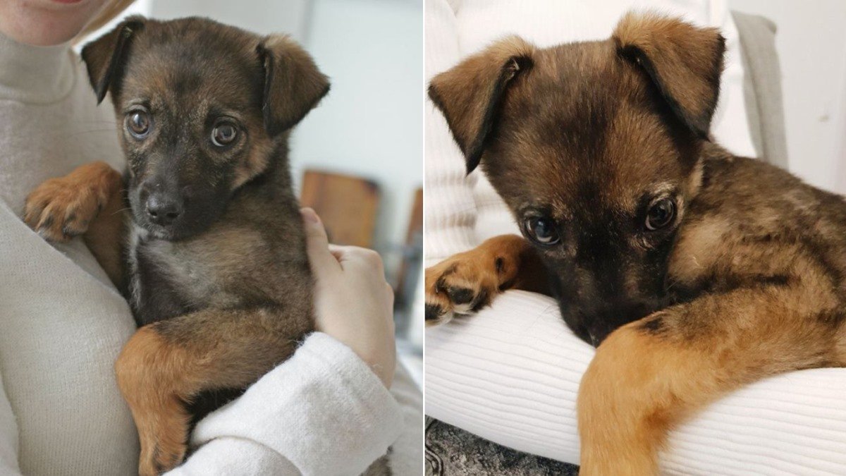 Подарите любовь: какие животные ищут дом в Киеве 5