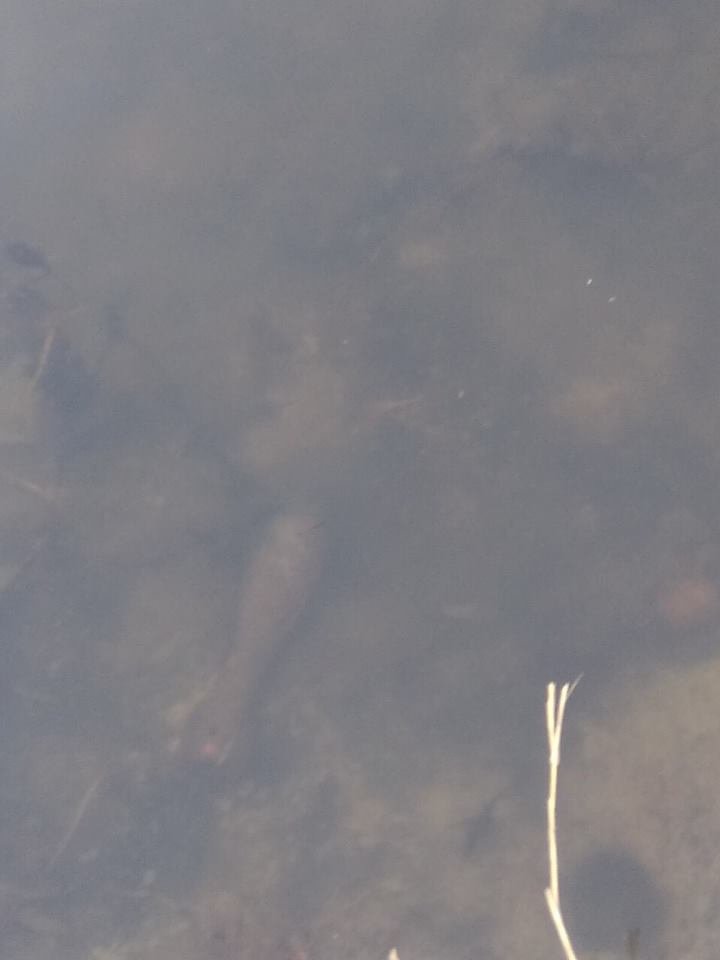 Мина находилась на дне водоема Мина находилась на дне водоема