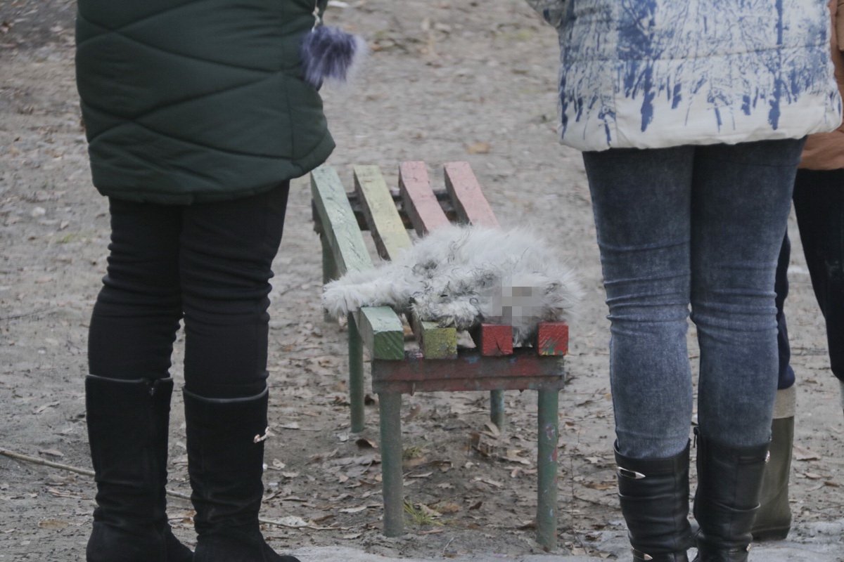 Животное задохнулось в дыму Животное задохнулось в дыму