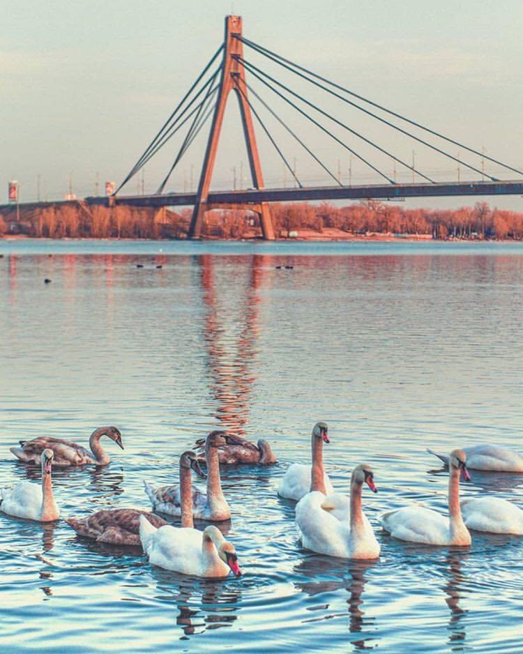 Гордые и прекрасные. Фото: @p_belskyi