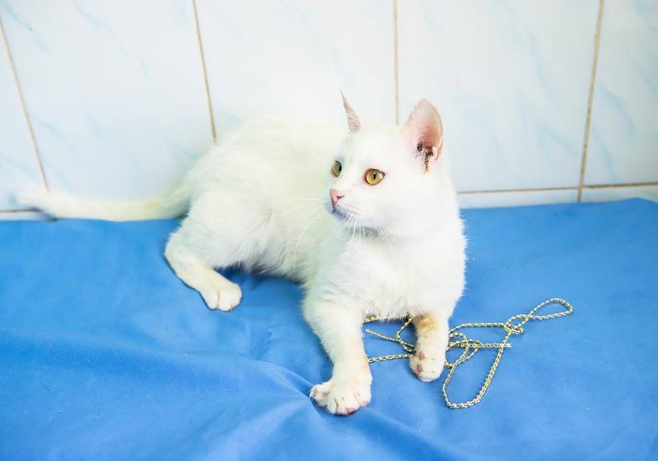 Красавчик Веселун ищет дом Красавчик Веселун ищет дом