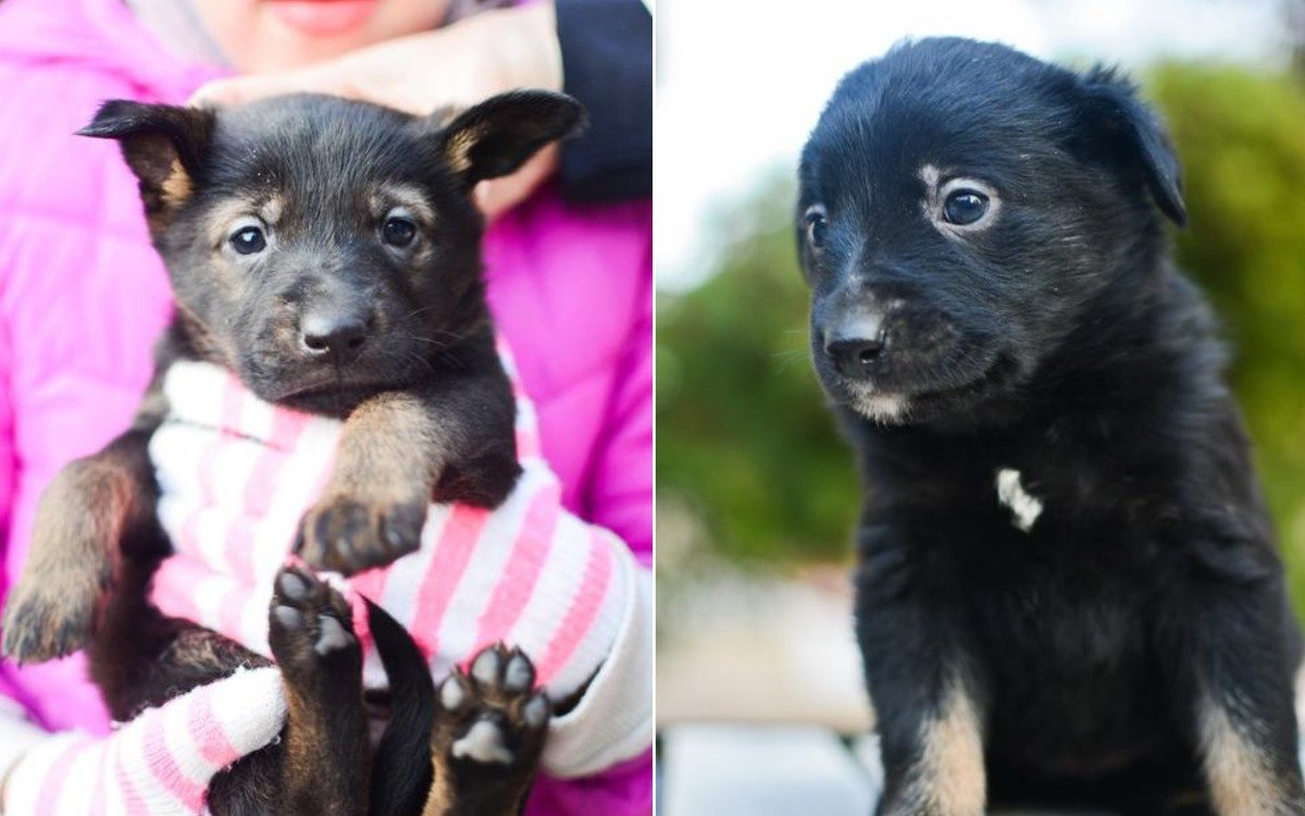 Двое братиков и трое сестричек ищут дом Двое братиков и трое сестричек ищут дом