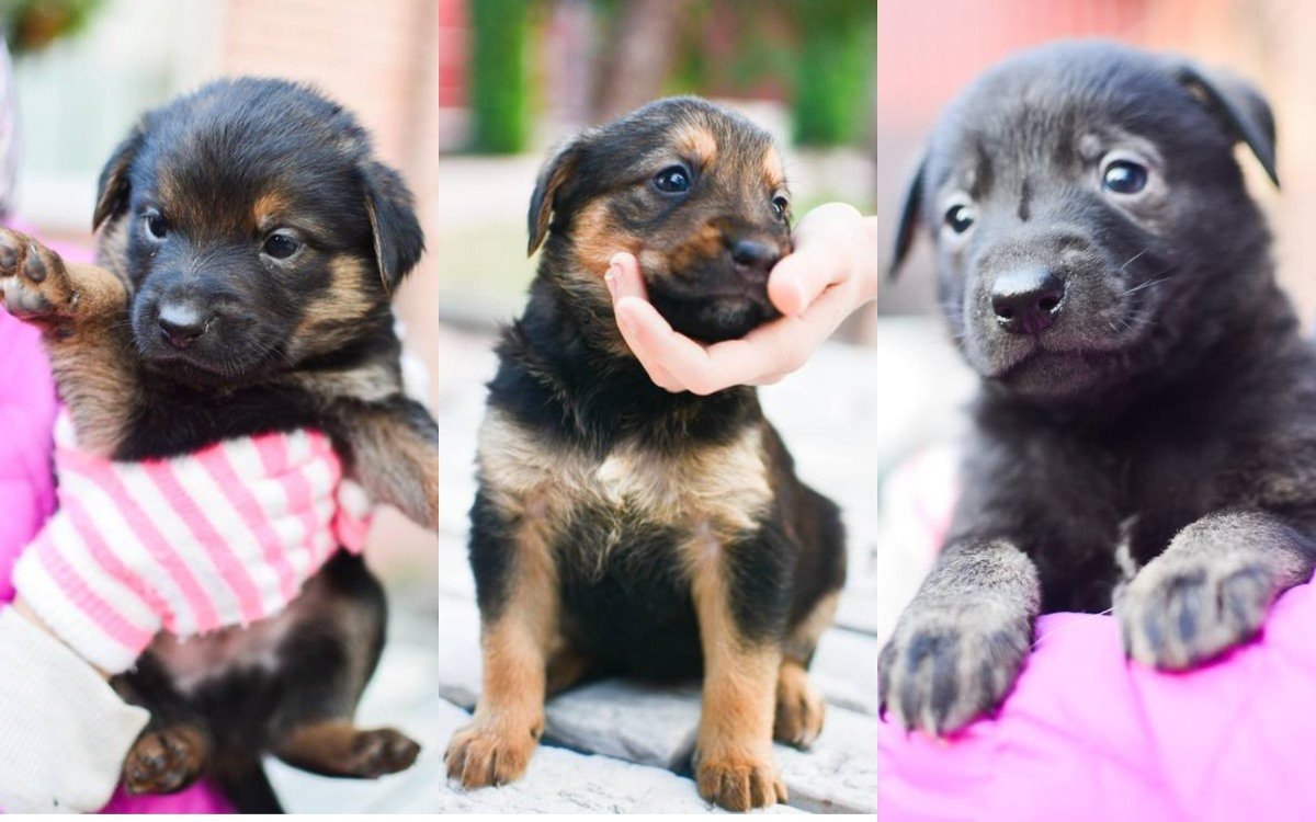 Крошечки мечтают о любви и заботе