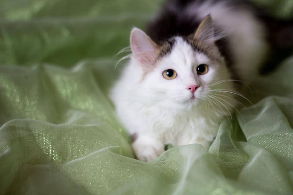 Мини - это цветочек любви Мини - это цветочек любви