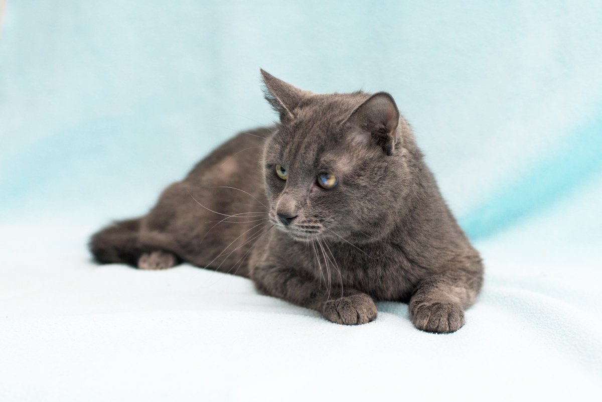 Грустный Биточек мечтает о любви Грустный Биточек мечтает о любви