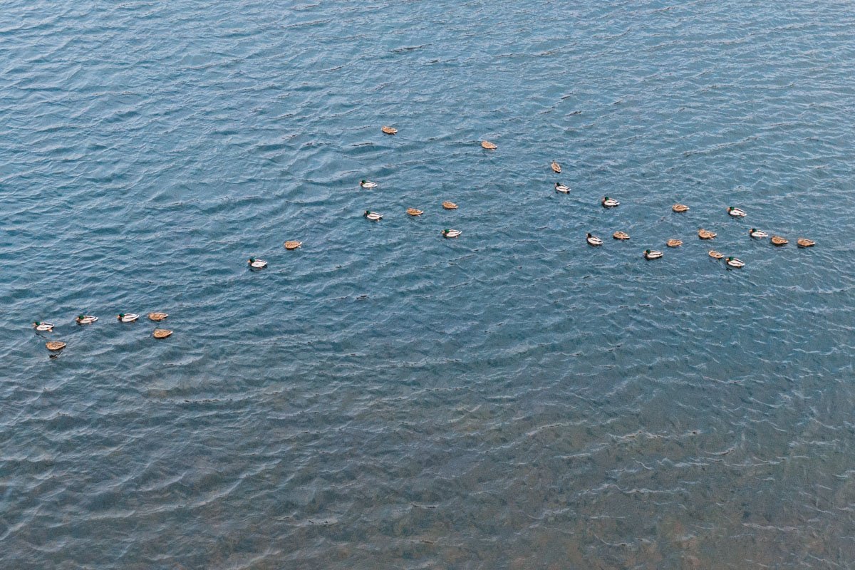В понедельник, 25 февраля, в Киеве в Гидропарке собрались волонтеры